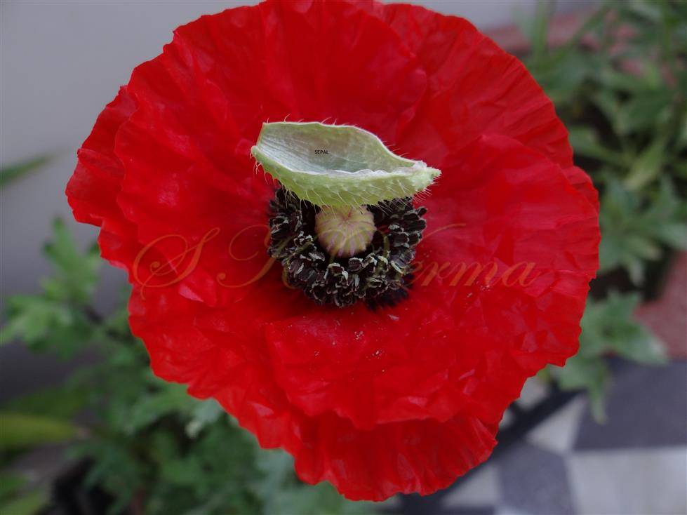  Flower with one sepal
